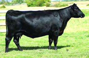One of the most uniquely bred, high marbling and maternal sires in the breed NEW Dam of Protocol Reg: 17570263 Tattoo: 3022 DOB: 1/10/2013 BW: 87 lbs / ratio 99 WW: 805 lbs / ratio 108 YW: 1480 lbs /