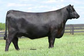 ANGUS 7AN379 DEER VALLEY ALL IN A proven spread bull that you can count on for low birth, yet high performing calves Decends from a strong cow family, which includes GAR Objective 2345, the calving