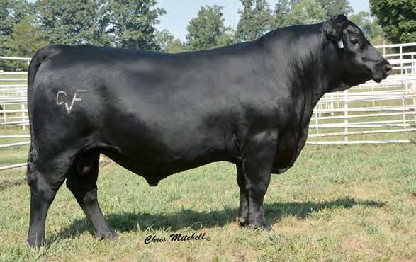 performance and lift carcass premiums His first daughter reports are sweet uddered, feminine females with excellent mothering ability From Deer Valley Farm, TN; Ken McMichael and Bridges Angus Farm