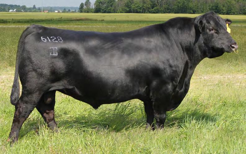 7AN320 G A R PROPHET No other Angus bull can match Prophet s combination of CED, extra growth and extraordinary marbling Actual carcass data backs it up Prophet is proven to add PROFIT!