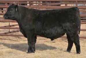 ANGUS 7AN427 QUAKER HILL MANNING 4EX9 Early progeny data indicate significant growth to weaning Sires attractive phenotype with ample rib, width and dimension Offers major benefits for growth,