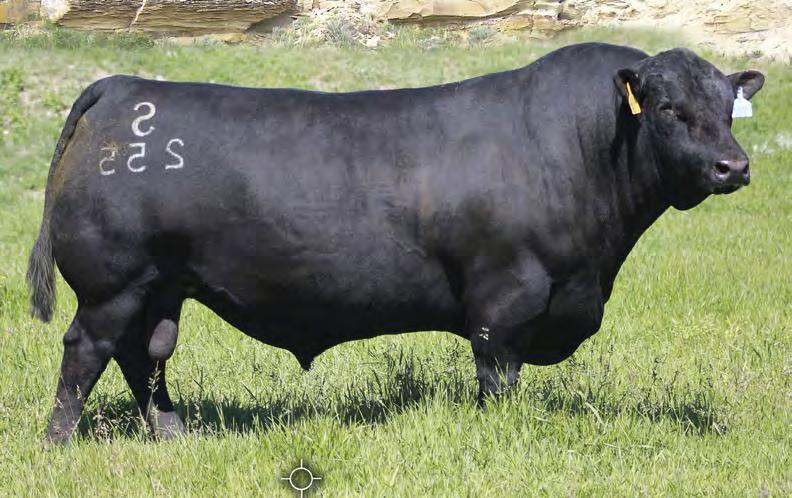 ANGUS 7AN454 S CHISUM 255 A Calving Ease cowmaker that excels for both $W and $B His pedigree provides a lot of mating flexibility to traditional Select Sires pedigrees A no-miss heifer bull who