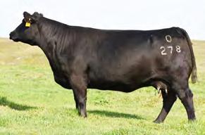 The Chisum bred heifers and two year olds at Spickler s are standouts Like his sire, he improves disposition NEW Dam of Chisum Reg: 17298481 Tattoo: 255 DOB: 3/15/2012 BW: 78 lbs / ratio 101 WW: 867