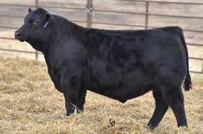 ease sire with exceptional foot and leg structure Remedy continues to build an EPD profile that defies the odds.