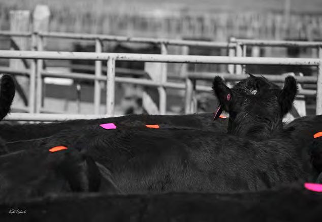 Once a bull arrives at Select Sires, and his period of isolation is complete and he passes health testing requirements, semen is collected.