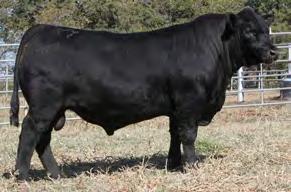 ANGUS 7AN363 MCR HORIZON 081 Destined to become one of the premier Calving Ease bulls in the business Beyond CED, Horizon improves feet and udders and is projected high for HP and CEM From a pedigree