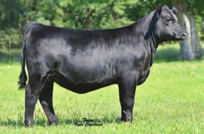 the most admired bulls in our lineup he is wide based, square hipped and exhibits tremendous depth of body with a wide top and bold rib shape Offers an outcross pedigree combined with impeccable