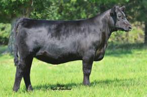 The kind that can work in the pasture or on the tan bark Excellent choice for large framed cattle that need more depth, width and muscle shape From Schermer Angus, IA; Silveira Bros, CA and The