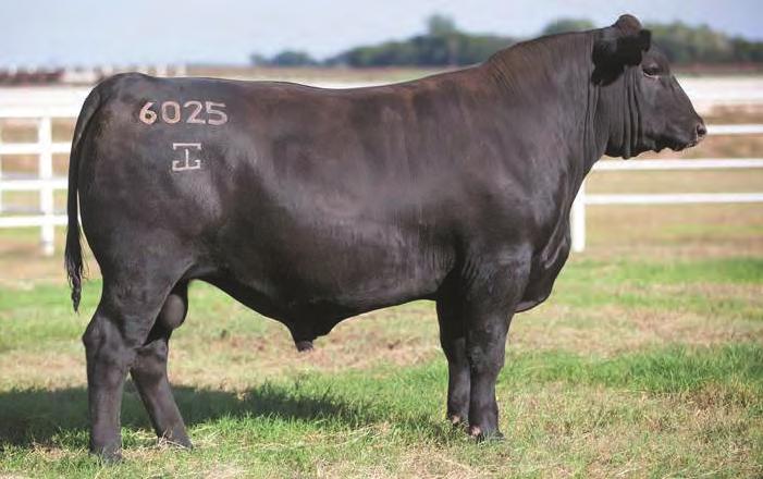7AN452 ACC BOURBON 0115 The crowd favorite and top selling bull of the 2016 Midland Bull Test The most complete Discovery son to enter the A.I.
