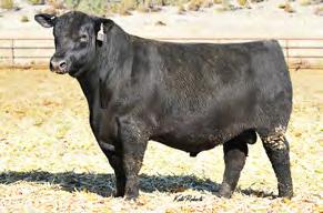 exceptional Growth, Marbling and $W Maternal strength on top and bottom, his maternal granddam is also the dam of Ingenuity. There is power in the blood From Apple Cattle Co.