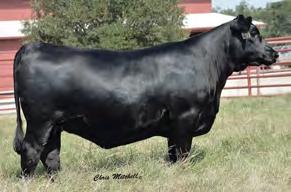 ANGUS 7AN362 G A R COMPOSURE A rock star for Calving Ease and Docility two traits in high demand A Superior Settler expect more A.I.