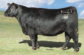 ANGUS 251 / 6 Sunrise is a progeny-proven $B improver over 1.