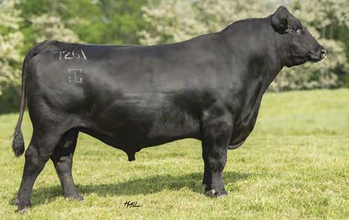 ANGUS 7AN376 G A R ANTICIPATION No other Angus bull can match his blend of CED, MARB and RE! Calving Ease with Carcass Anticipation delivers proven results!