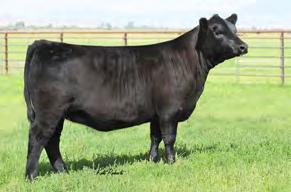 ANGUS 7AN384 CONNEALY COURAGE 25L Sires tremendous depth of body with extra dimension of top, quarter and rib This maternal brother to Impression consistently produces a stout package with extra base