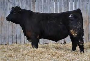 Ranch, NE; Way View Cattle Co., OH and Raymond Haugen, ND * Reg: +17302304 Tattoo: 25L DOB: 2/6/2012 BW: 83 lbs / ratio 101 WW: 791 lbs/ ratio 107 YW: 1386 lbs / ratio 110 Yr. SC: 37 cm Yr. Frame: 5.