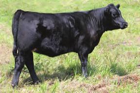 7AN340 S SUMMIT 956 One of the breed s highest $W sires a profitability improver He excels for DOC and CED two traits in high demand His daughters are beautiful-uddered, big-ribbed females who raise