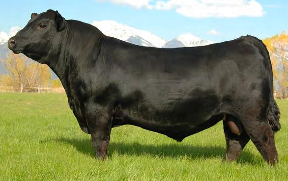 ANGUS 7AN386 SAT REVIVAL 210 Pedigree stacked with Select Sires favorites A perfect choice where Calving Ease and reduced frame size are needed Expect vigorous calves who crush the scales at weaning