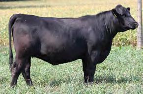 growth Sires moderate framed, heavy muscled cattle with extra depth of body His daughters are the keeping kind, beautiful uddered and easy fleshing A high $W sire who ranks near the top of the breed
