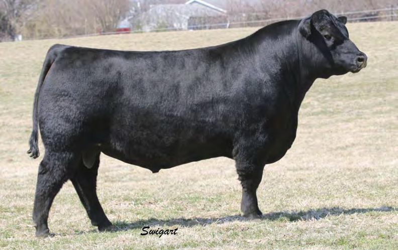 7AN431 GAFFNEY GAME TIME 370 Stems from Lady Standard 890 a powerful performance matriarch Few bulls can match Game Time s spread between CED and growth Thicker, stouter and bigger-outlined than most