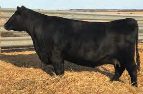 ANGUS 7AN432 BARSTOW BANKROLL B73 A unique son of the popular Cash with a special blend of performance and phenotype Offers exciting figures for below-average birth with rapid early growth