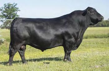 OTHER SIRES AVAILABLE ANGUS Code no. Full Name Code Name Reg. No.