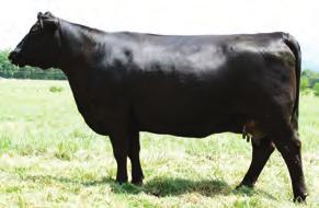 7AN453 S S ROCKET C142 Exciting Calving Ease prospect with more rib dimension and base-width than most Earned strong individual performance ratios in a large group of well-bred contemporaries Major