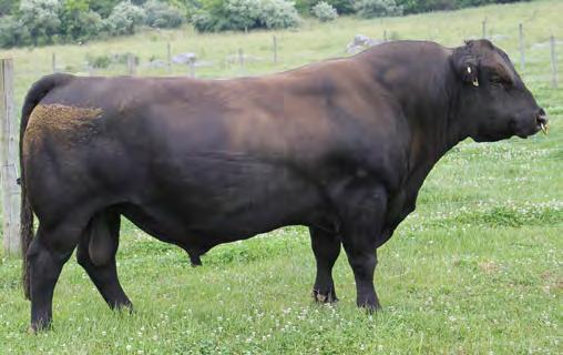 ANGUS 7AN391 M A F TANKER 23 Big-time growth improvement with the bonus of Calving Ease Sires larger-framed cattle with the ability to grow really fast If you re serious about adding performance,