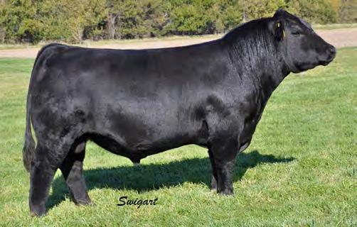 7AN449 EATHINGTON ICE CAP 305C Top 1% CED and $W they come light and grow fast His pedigree is stacked for multiple generations with sires that excel for eye-appeal and structural correctness A