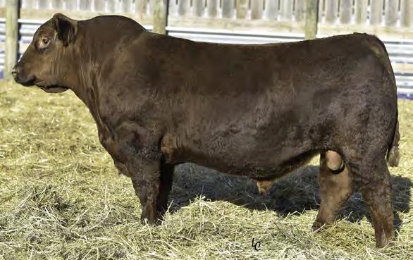 SIMMENTAL 7SM87 CDI HOMETOWN 246A The growth and power red bull who exploded on the scene in 2016 A very sound EPD package plus a pedigree to use on most Simmental pedigrees and red commercial cows