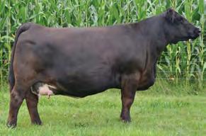 7SM65 WLE UNO MAS X549 One of the most popular Simmental bulls at Select Sires and in the breed due to his Calving Ease and outstanding phenotype His greatest value will be his females, whether