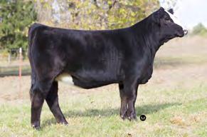 value added genetics From Wesner Livestock Enterprises and Purdue University, IN SIMMENTAL Reg: 2532016 Tattoo: X549 DOB: 2/24/2010 Purebred SM Hetero. Black/Homo.