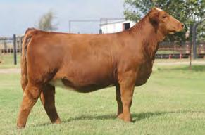 68 % Rank 5 3 20 3 1 5 10 Daughter, Saylor Farms, VA 7SM81 WLE/LWSC REVOLUTION A409 The maternal brother to Uno Mas carrying on the strong female tradition The combination of Upgrade and Shawnee Miss