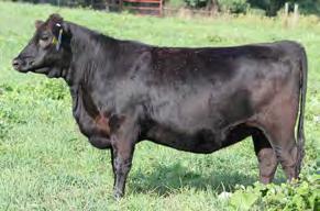 and phenotype into a proven package that is easy to use in many applications Consistently sires strong calves of both sexes with low birth weights and excellent vigor at birth Adds depth of body and