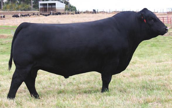 SIMMENTAL 7SM80 CCR WIDE RANGE 9005A One of the deepest, big bodied bulls in the breed and he is passing that along to his progeny His ¾ pedigree gives him a wide range of pedigrees to work on