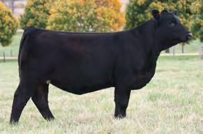 depth of body, muscle and fleshing ability A top indexing sire in several areas, he can enhance both a percentage and a purebred breeding program No Legacy in the pedigree provides mating flexibility