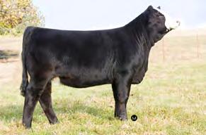 7SM82 HOOK`S BROADWAY 11B The bull who exploded onto the scene as a yearling and is one of the most heavily sampled bulls in the breed A sound-made, stout-structured, blazed-faced bull who will add