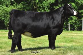 SIMMENTAL 7SM79 HPF OPTIMIZER A512 Optimizer has exploded onto the scene in 2016 with progeny success in the show ring and bull tests He is stout, big-hipped and will add the right kind of muscle to