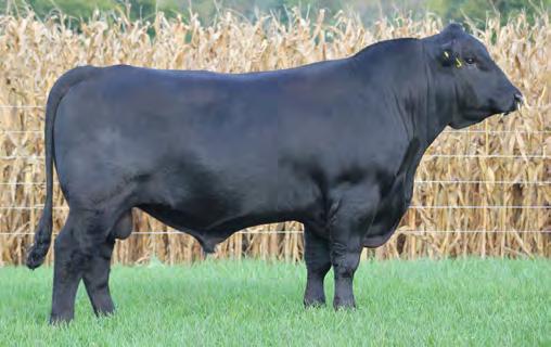7SM75 GW ROBUST 605Z A big ribeye bull who transmits extreme muscle mass and shape to his progeny Expect a rugged structure, big-footed, muscular progeny Very acceptable calving ease with breed