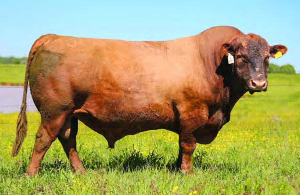 7AR75 BROWN PACESETTER Y7170 Among an ultra-elite group of proven sires ranking in the top 1% of the breed for both HerdBuilder and GridMaster Indexes A unique combination of elite carcass merit,
