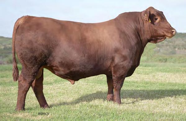 He blends high Marbling (top 2%) and high Stayability (top 1%), while maintaining excellent post weaning growth Progeny are moderate framed with added depth and spring of rib and excellent fleshing