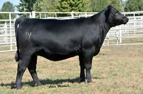 ANGUS 7AN418 DEER VALLEY PATRIOT 3222 Patriot has established his ability to sire low birth weight cattle that excel for growth and phenotype Larger framed, longer fronted Capitalist son who