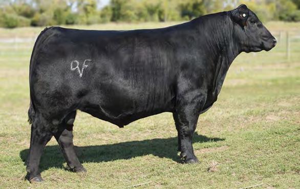 him to deliver quality and performance His first calf crop has been well received and have commanded top auction prices From Deer Valley Farm and Taylor Angus Farms, TN Reg: +17577916 Tattoo: 3222