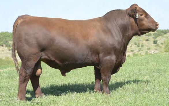 RED ANGUS 7AR74 BROWN AA PRESTIGIOUS B5153 Superior phenotype with Calving Ease, Growth, and Carcass Merit.