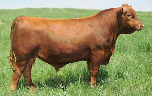 RED ANGUS 7AR66 LSF RAB EXCLUSIVE 2793Z Offers Calving Ease, phenotype, and Marbling in one complete package High customer satisfaction from conception to carcass.