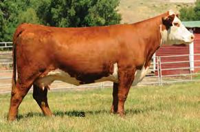 HEREFORD 7HP105 NJW 98S DURANGO 44U High customer satisfaction - proven Calving Ease, super phenotype, and high performance With over 850 head on his performance pedigree, he offers reliable, no miss