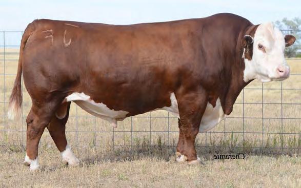 mating on Sheyenne, 719T and Revolution derivatives From Ned and Jan Ward, WY Reg: 42892264 Tattoo: 44U DOB: 2/14/2008 Homo.