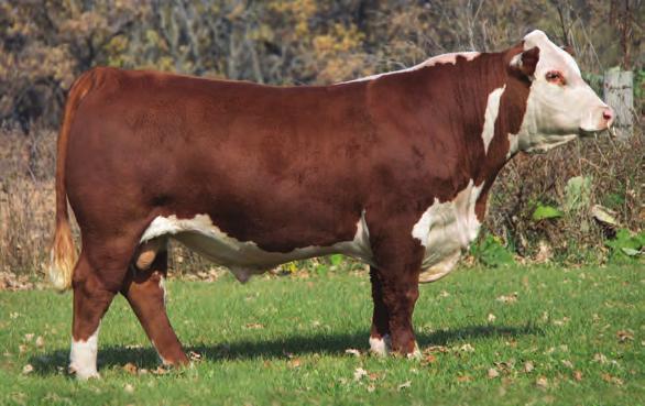 60 % Rank 2 10 5 10 1 25 25 10 4 7HP113 BOYD FT KNOX 17Y XZ5 4040 A pedigree stacked with moderate mature size, added fleshing ability, beautiful udders and flawless females Ideal for making