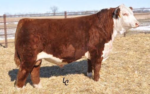 HEREFORD 7HP108 TH 122 71I TOP SHELF 504X ET Much like his full brother, 719T, but with more stretch and length Top Shelf daughters are moderate, wide-bodied and easy fleshing with exceptional udder