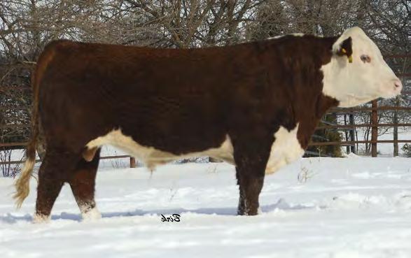 7HP114 EFBEEF X651 TESTED A250 Multi-trait rock star!
