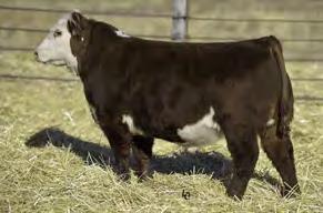 size, added carcass weight and top 1% Marbling His dam is one of the best cows at Ellis Farms Dark red, heavily pigmented, great disposition and good footed, he will create females that work in many